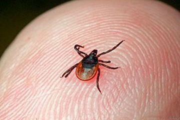 Какие базовые правила надо знать, чтобы защитить себя от клеща?