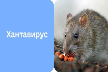 О хантавирусной инфекции! О хантавирусной инфекции!