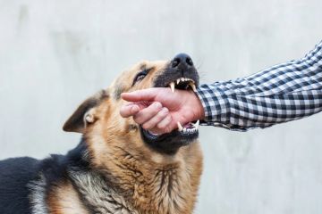 БЕШЕНСТВО: КАК ЗАЩИТИТЬ СЕБЯ И БЛИЗКИХ. БЕШЕНСТВО: КАК ЗАЩИТИТЬ СЕБЯ И БЛИЗКИХ.
