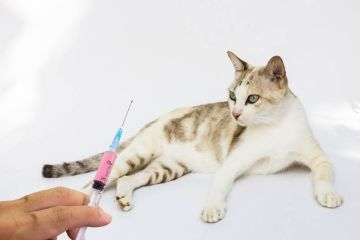Вирус бешенства передается не только через укус! Вирус бешенства передается не только через укус!