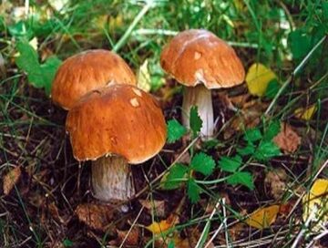 Профилактика отравлений грибами