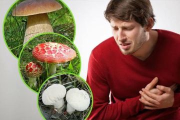 Профилактика отравления грибами. Профилактика отравления грибами.