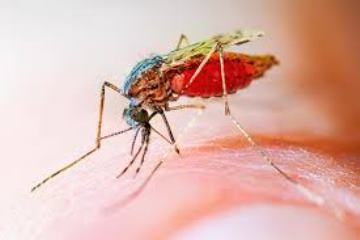 25 апреля — Всемирный День борьбы с малярией!